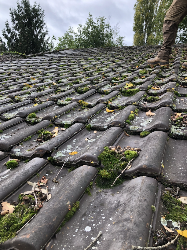 Toiture en tuiles envahie de mousses, lichens et feuilles avant démoussage